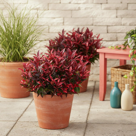 Livraison plante Leucothoe Zeblid – Lot de 1 – Pot 17 cm – Hauteur 45 cm