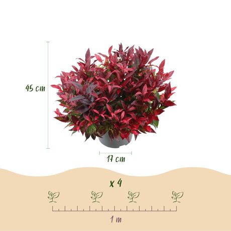 Livraison plante Leucothoe Zeblid – Lot de 2 – Pot 17 cm – Hauteur 45 cm