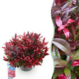 Livraison plante Leucothoe Zeblid x2