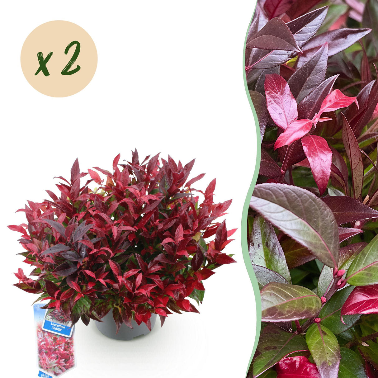 Livraison plante Leucothoe Zeblid x2