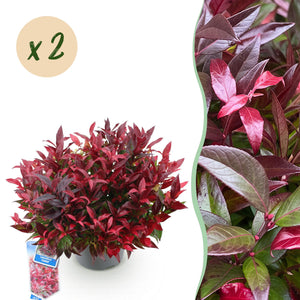 Livraison plante Leucothoe Zeblid x2