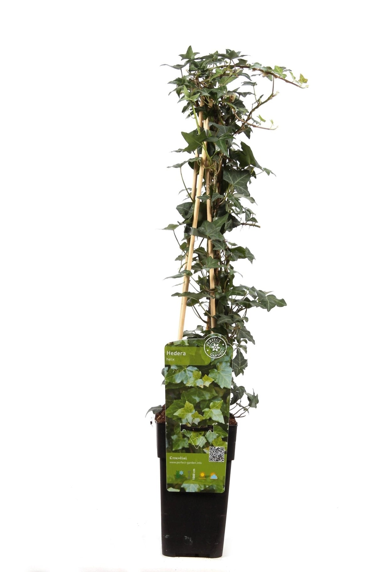 Livraison plante Lierre Hedera Helix - ↨65cm - Ø15 - plante d'extérieur grimpante