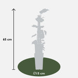 Livraison plante Lierre - lot de 4 - ↨65cm - Ø15 - plante grimpante extérieur