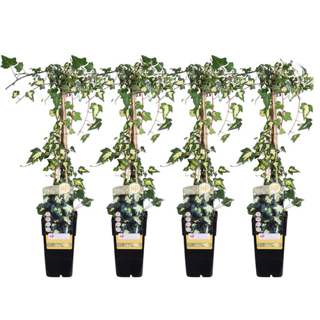 Livraison plante Lierre variegata - lot de 4 - ↨65cm - Ø15 - plante grimpante d'extérieur
