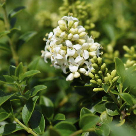 Livraison plante Ligustrum delavayanum – Lot de 1 – Pot 19 cm – Hauteur 90 cm