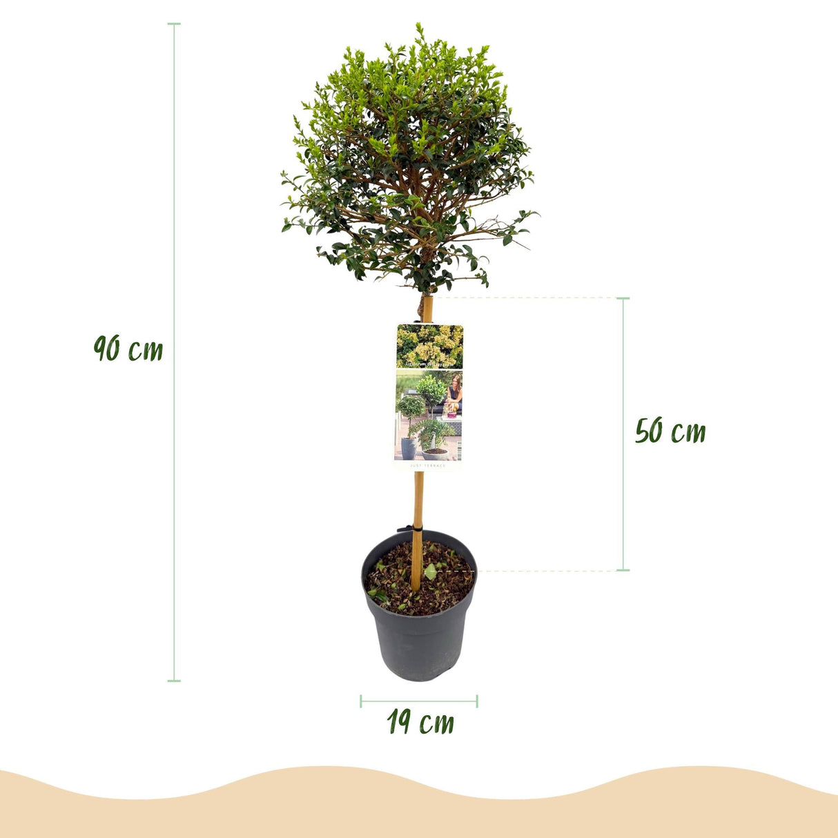 Livraison plante Ligustrum delavayanum – Lot de 1 – Pot 19 cm – Hauteur 90 cm