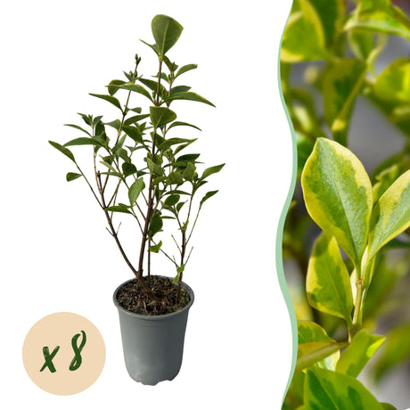 Livraison plante Ligustrum ovalifolium Aureum – Lot de 8 – Hauteur 35 - 40 cm