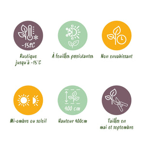 Livraison plante Ligustrum ovalifolium Aureum – Lot de 8 – Hauteur 35 - 40 cm