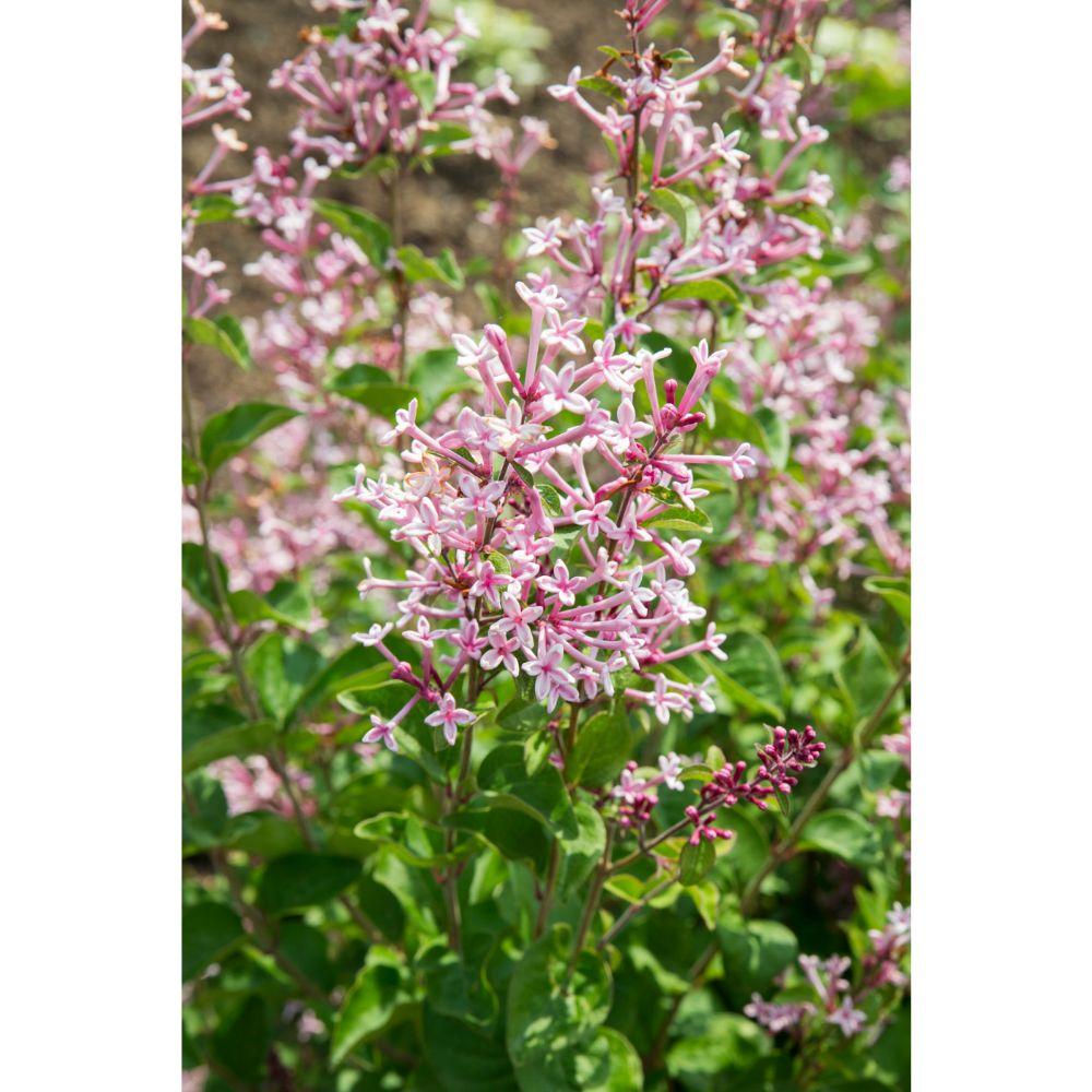 Livraison plante Lilas à petites feuilles parfumées