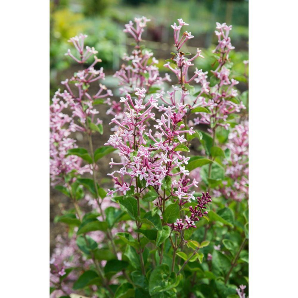 Livraison plante Lilas à petites feuilles parfumées