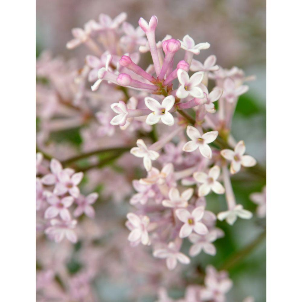 Livraison plante Lilas à petites feuilles parfumées