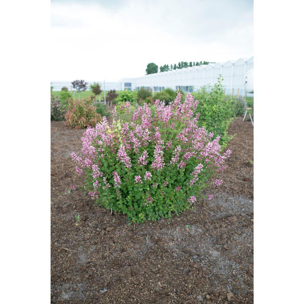 Livraison plante Lilas à petites feuilles parfumées