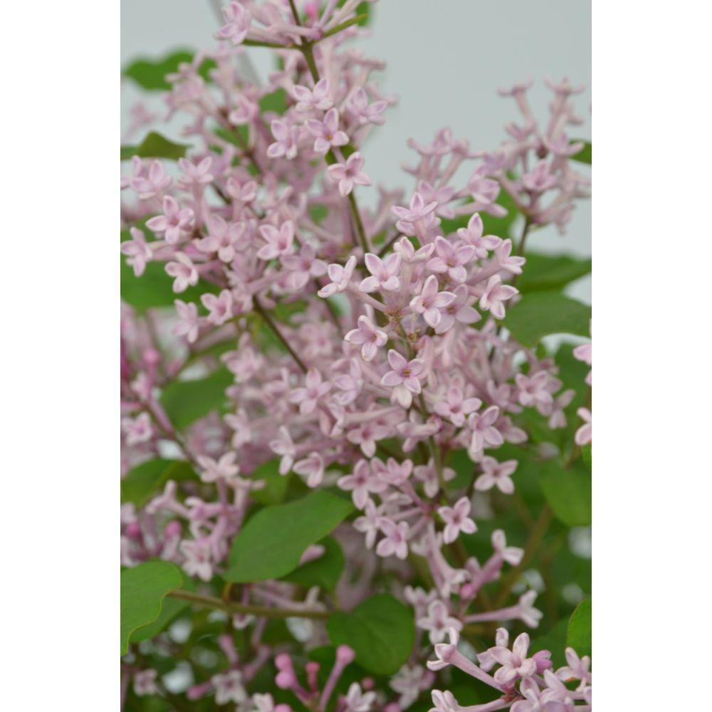 Livraison plante Lilas à petites feuilles parfumées