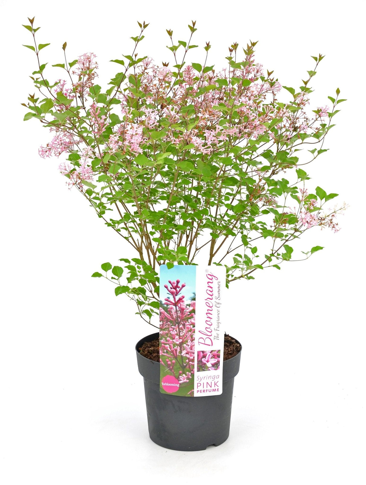 Livraison plante Lilas à petites feuilles parfumées