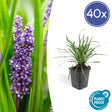 Livraison plante Liriope muscari 'Big Blue - 40x h25cm d9cm