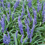 Livraison plante Liriope muscari 'Big Blue - 40x h25cm d9cm