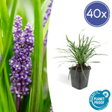 Livraison plante Liriope Muscari Big Blue