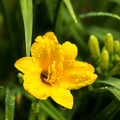 Lirio de Un Día (Hemerocallis) 'Stella De Oro'
