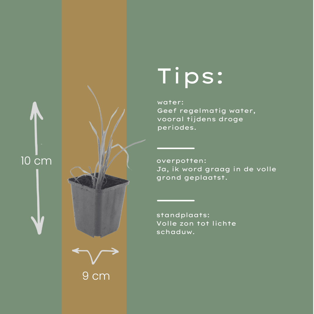 Livraison plante Lis d'un jour Stella de oro
