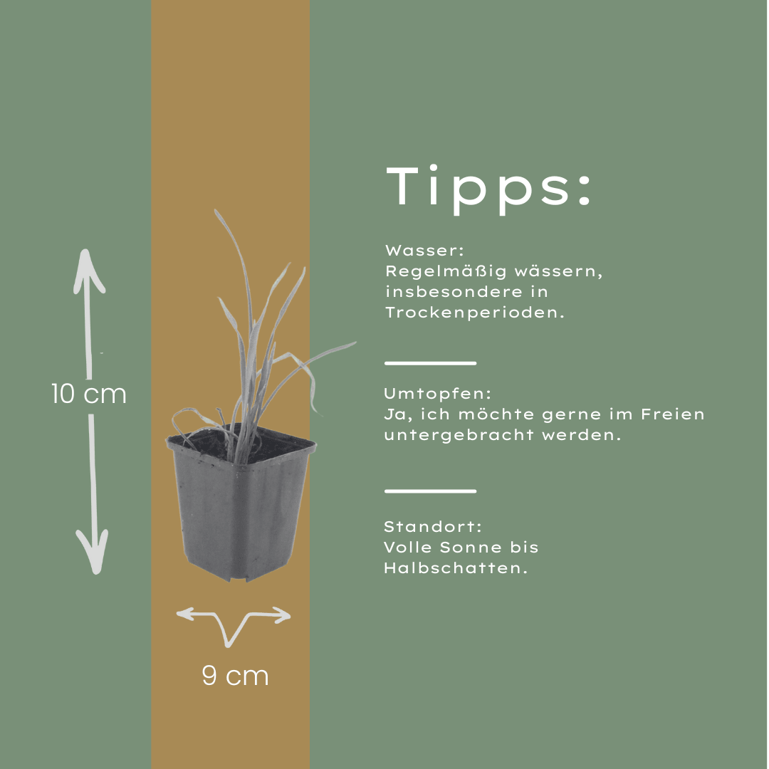 Livraison plante Lis d'un jour Stella de oro