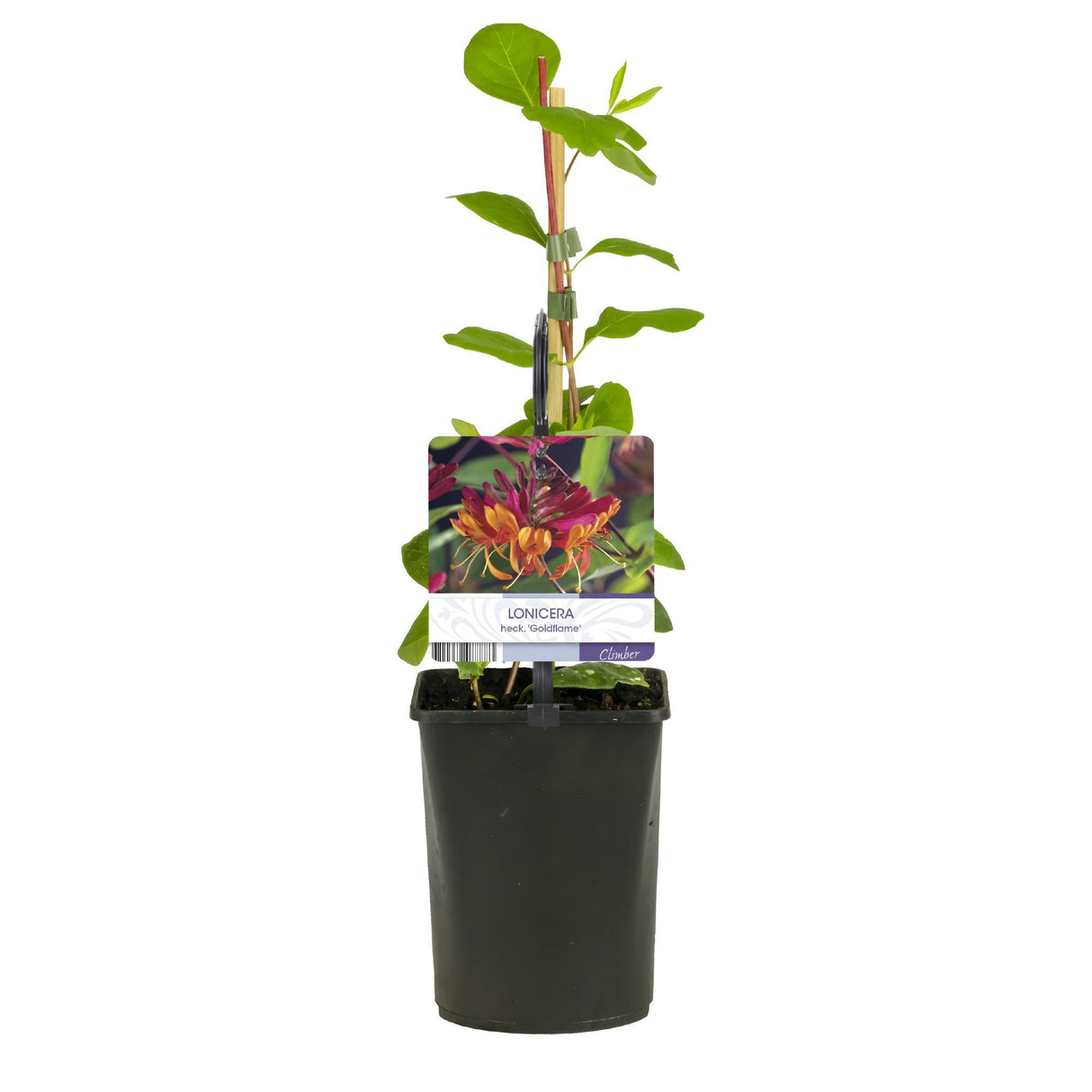 Livraison plante Lonicera heckrottii Goldflame – Lot de 2 – Hauteur 40 cm