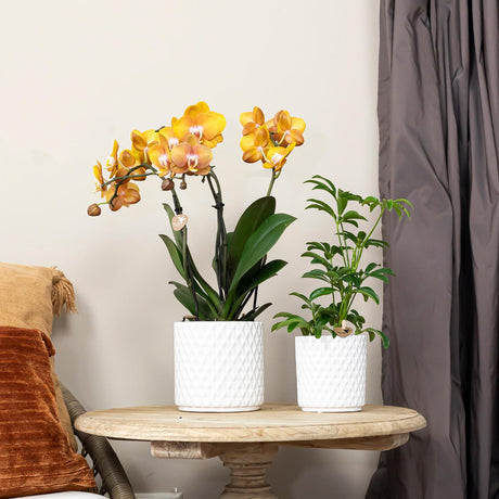 Livraison plante Lot de 2 Orchidées Phalaenopsis Orange - Fleurs Multiflores