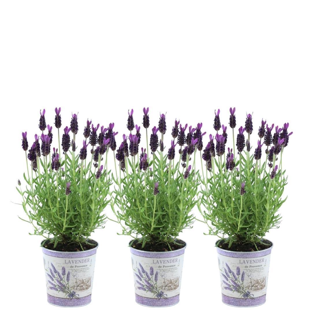 Livraison plante Lot de 3 pots de lavande Anouk® - d13cm - plante d'extérieur