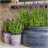 Livraison plante Lot de 3 pots de lavande Anouk® - d13cm - plante d'extérieur