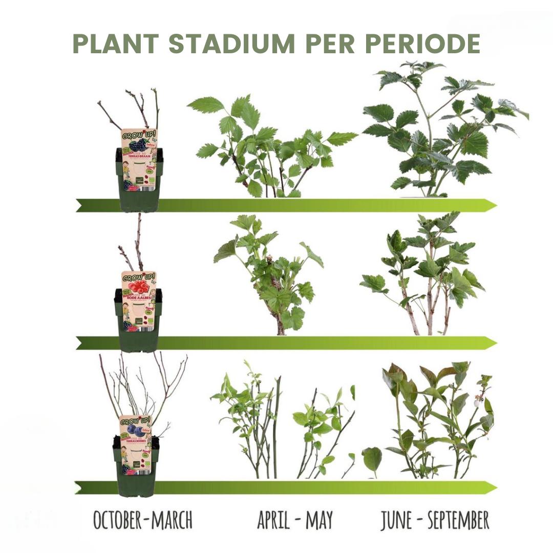 Livraison plante Lot de 4 Plantes Fruitières