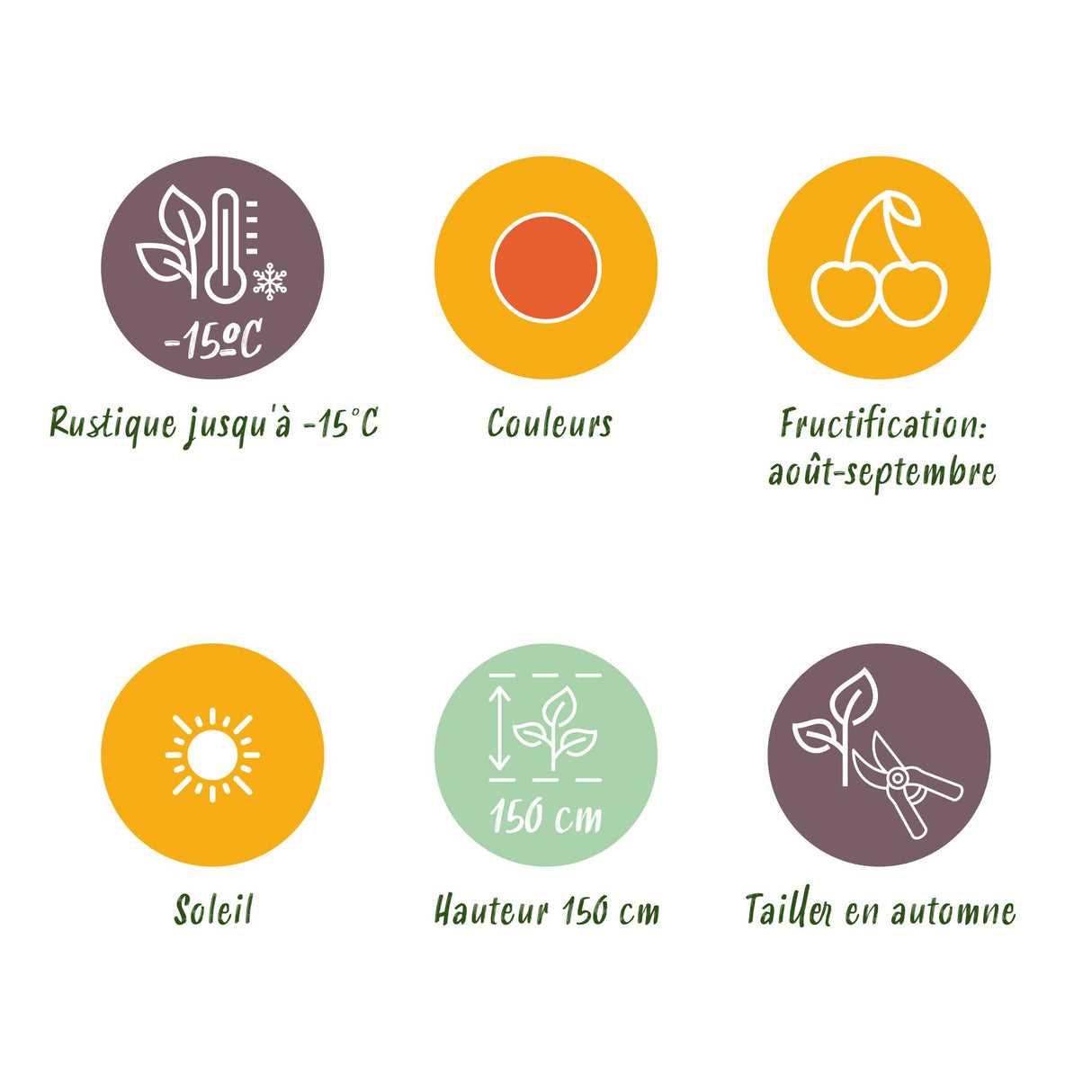 Livraison plante Lycium barbarum Rustique – Lot de 3 – Pot 9 cm