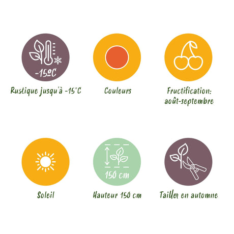 Livraison plante Lycium barbarum Rustique – Lot de 3 – Pot 9 cm