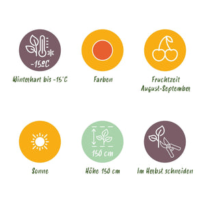 Livraison plante Lycium barbarum Rustique – Lot de 3 – Pot 9 cm