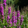 Salicaria Común (Lythrum salicaria) 'Salicaria'