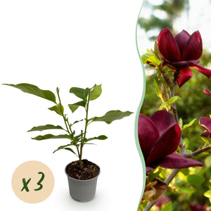 Livraison plante Magnolia Genie – Lot de 3 – Pot 12 cm – Hauteur 30 cm