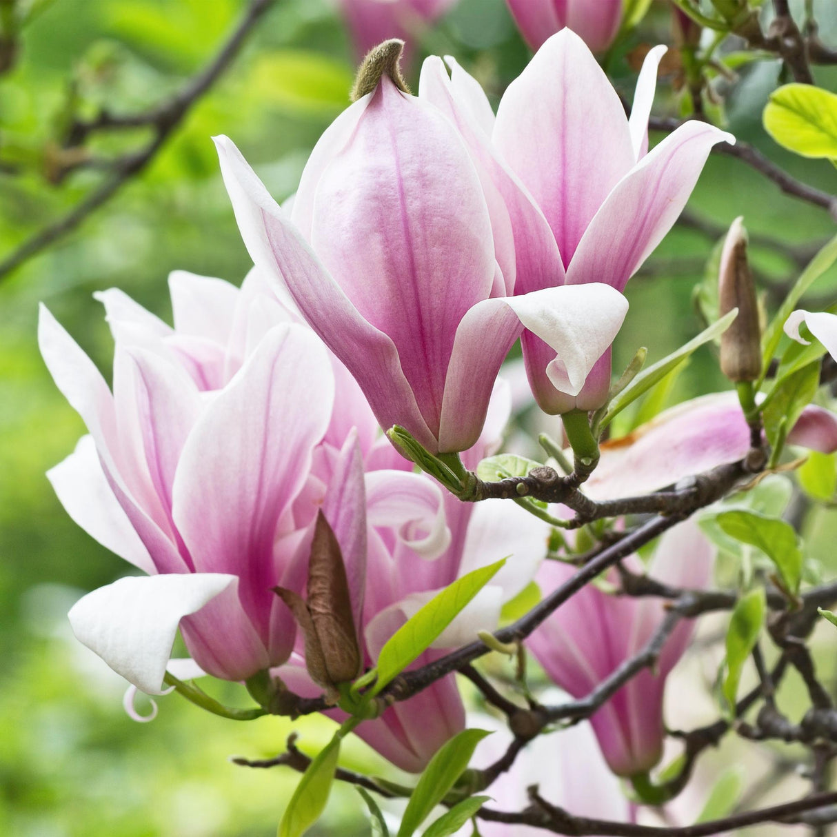 Livraison plante Magnolia George Henry Kern – Lot de 3 – Pot 12 cm