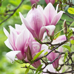 Livraison plante Magnolia George Henry Kern – Lot de 3 – Pot 12 cm