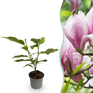 Livraison plante Magnolia George Henry Kern – Pot 12 cm – Hauteur 30 cm