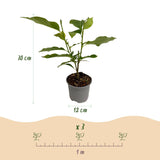 Livraison plante Magnolia George Henry Kern – Pot 12 cm – Hauteur 30 cm