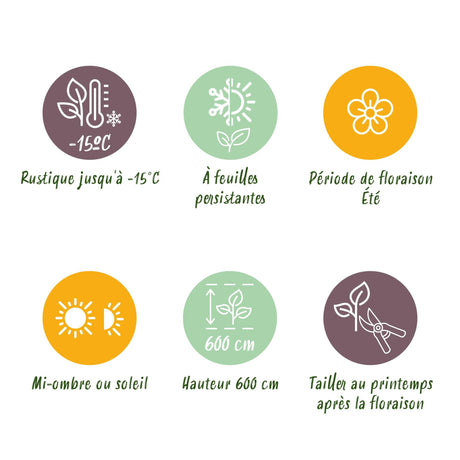 Livraison plante Magnolia grandiflora – Lot de 1 – Pot 12 cm – Hauteur 30 cm