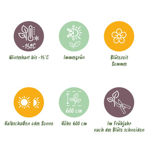 Livraison plante Magnolia grandiflora – Lot de 1 – Pot 12 cm – Hauteur 30 cm