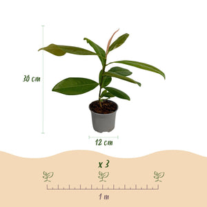 Livraison plante Magnolia grandiflora – Lot de 1 – Pot 12 cm – Hauteur 30 cm