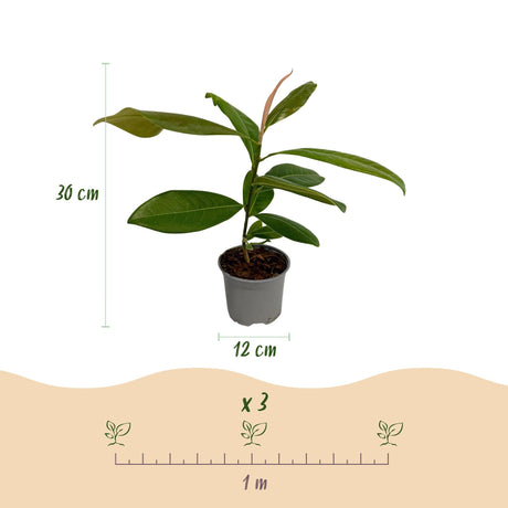 Livraison plante Magnolia grandiflora – Lot de 1 – Pot 12 cm – Hauteur 30 cm