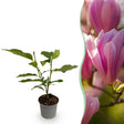 Livraison plante Magnolia Heaven Scent x1