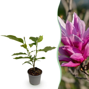 Livraison plante Magnolia liliiflora Nigra en pot