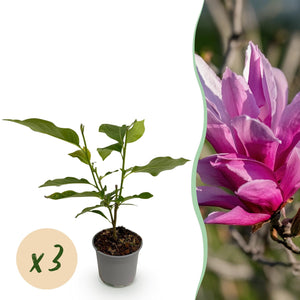 Livraison plante Magnolia liliiflora Nigra – Lot de 3 – Pot 12 cm