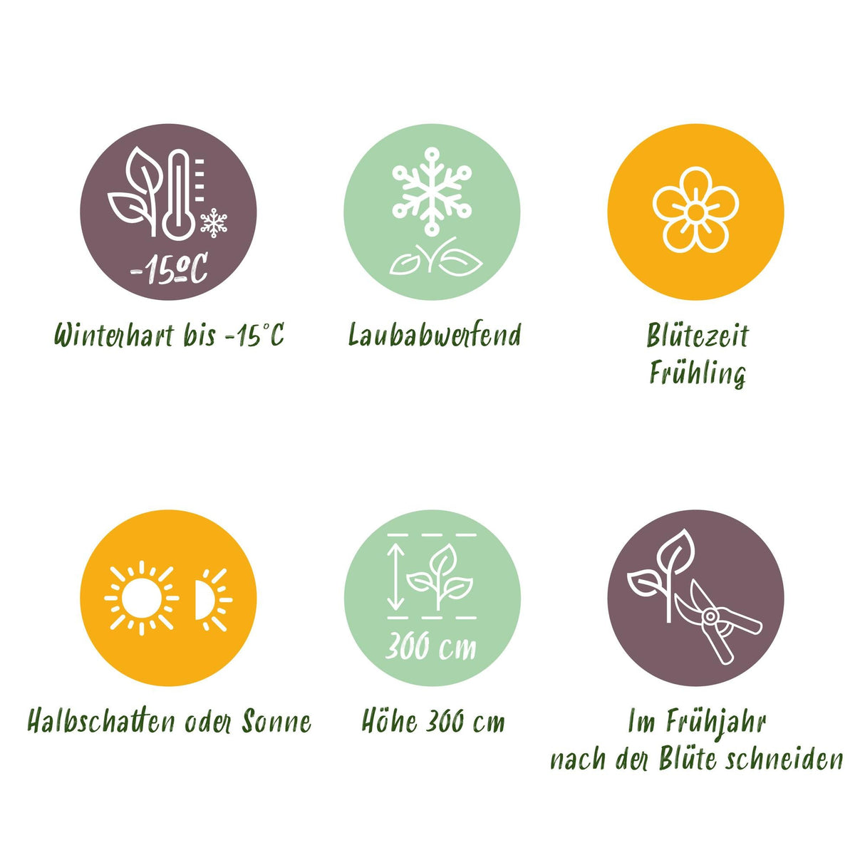 Livraison plante Magnolia liliiflora Nigra – Lot de 3 – Pot 12 cm