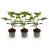 Livraison plante Magnolia mix – Lot de 3 – Pot 12 cm – Hauteur 30 cm