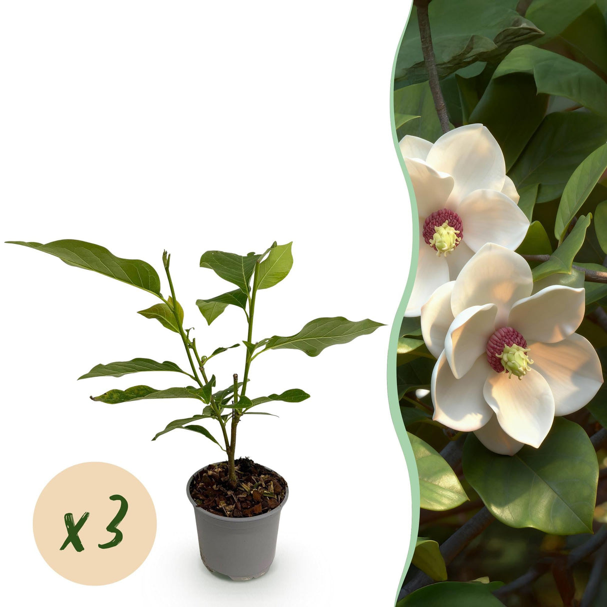 Livraison plante Magnolia sieboldii – Lot de 3 – Pot 12 cm – Hauteur 30 cm