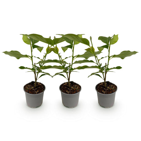 Livraison plante Magnolia sieboldii – Lot de 3 – Pot 12 cm – Hauteur 30 cm