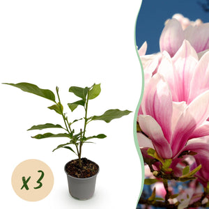 Livraison plante Magnolia soulangeana – Lot de 3 – Pot 12 cm – Hauteur 30 cm
